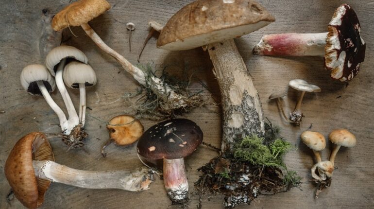 Mushroom Retreat 
