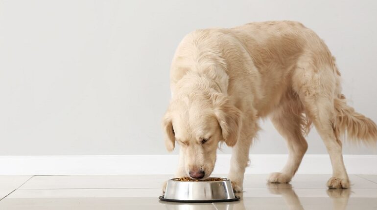 Healthy Microbiome For Your Dog