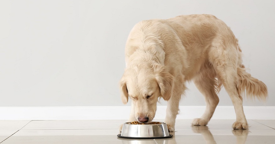 Healthy Microbiome For Your Dog