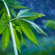 Сannabis plant marijuana plant detail