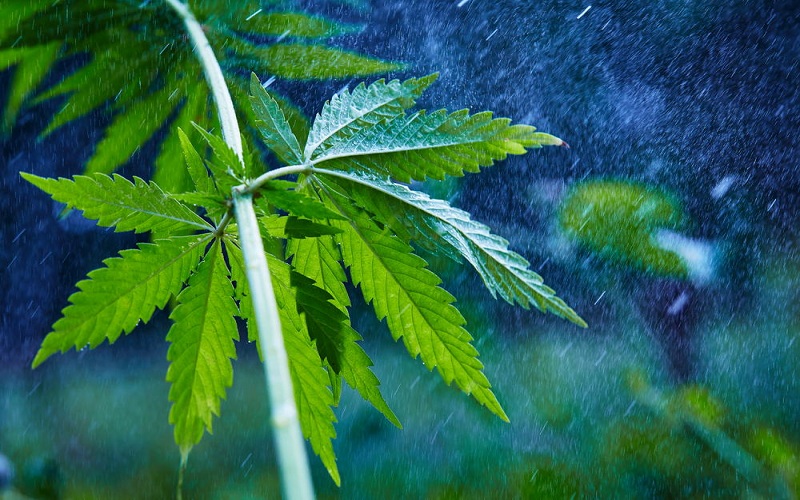 Сannabis plant marijuana plant detail
